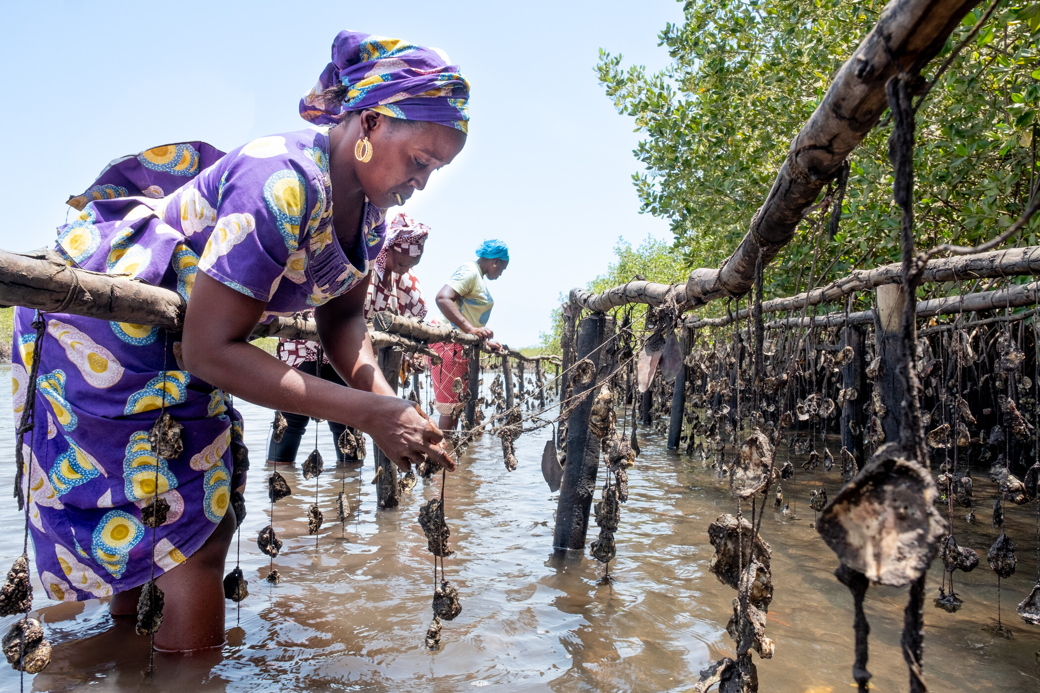 BENI Wetlands of TPNTP Saloum Delta Nigeria farming oysters is done in a sustainable manner without damaging the mangroves