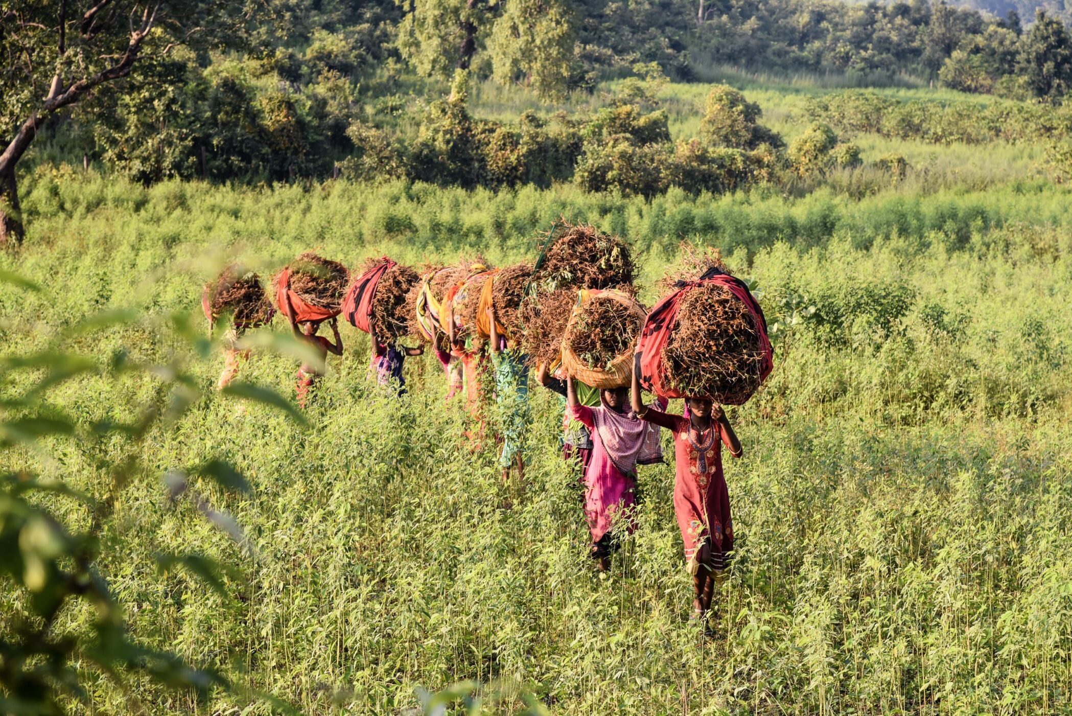 2019 Els Remijn Women harvesting Chattisgarh India