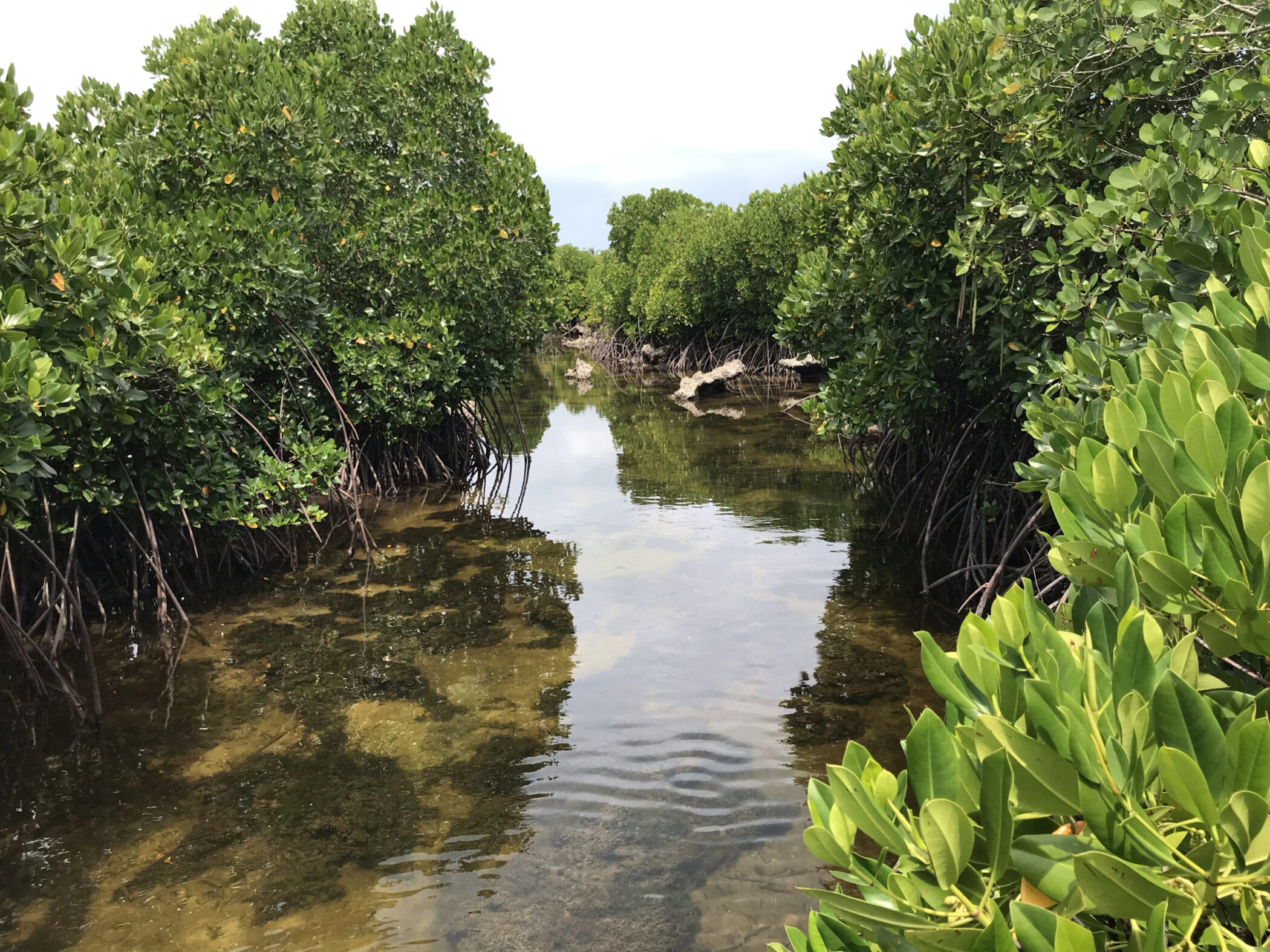 Global Mangrove Watch