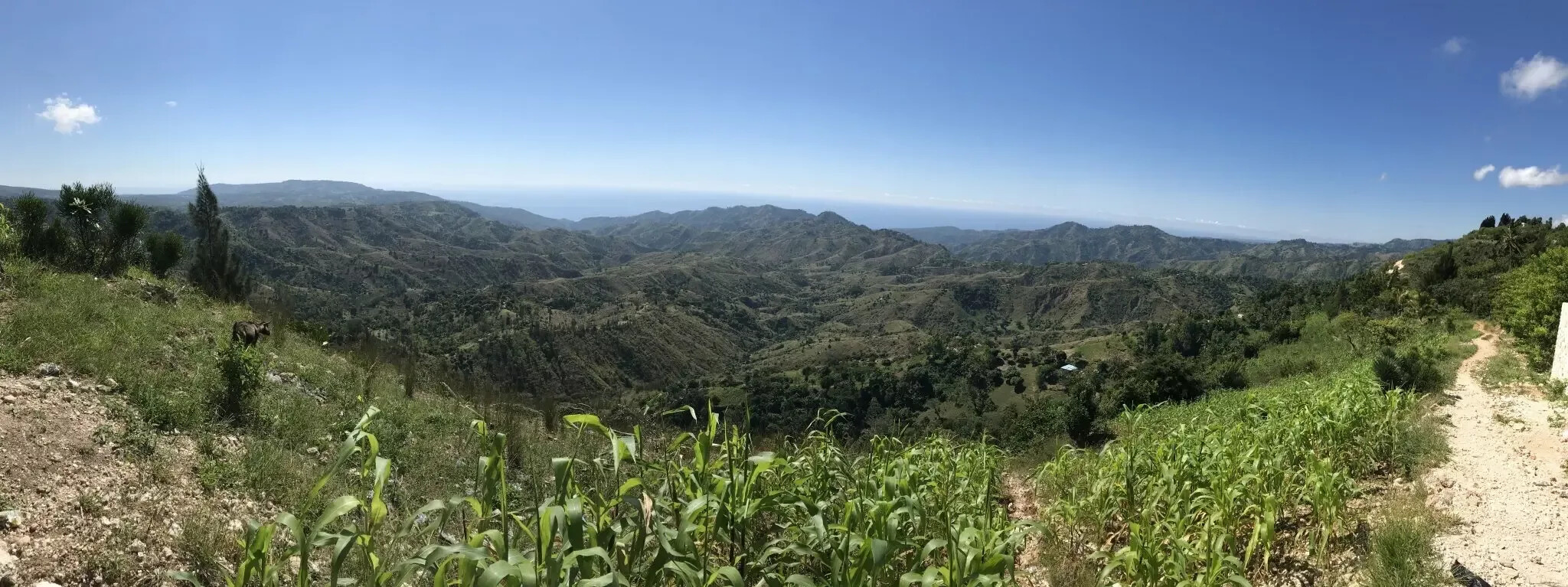 Red Cross Haiti 4