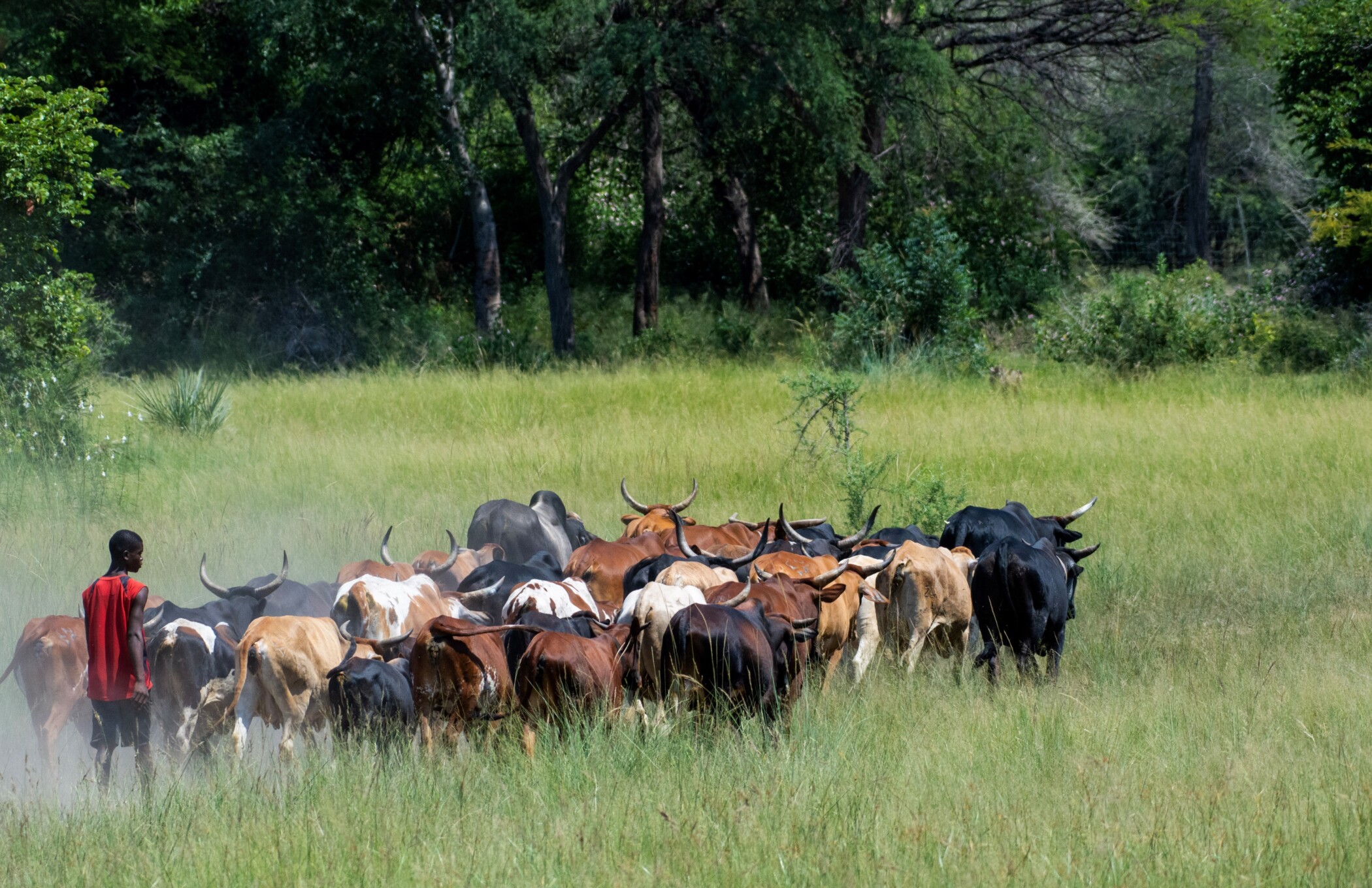 Peace Parks, limpopo