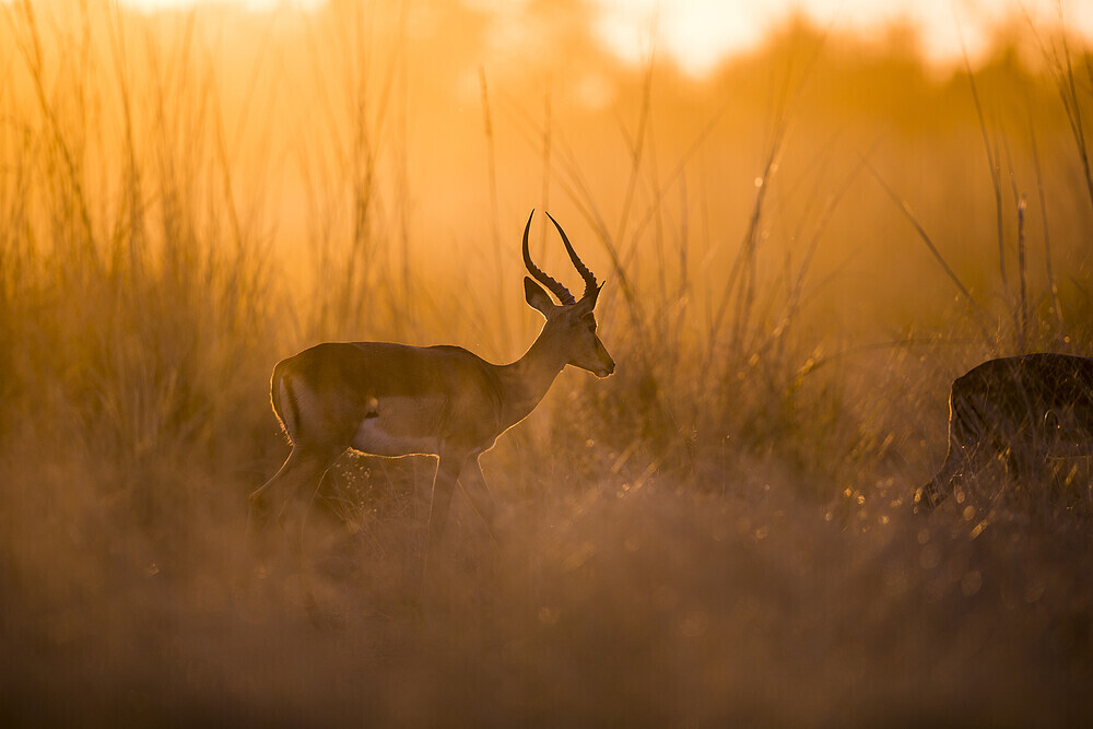 WWF Namibia