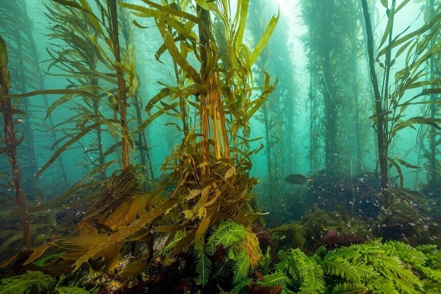 Kelp Forest Foundation