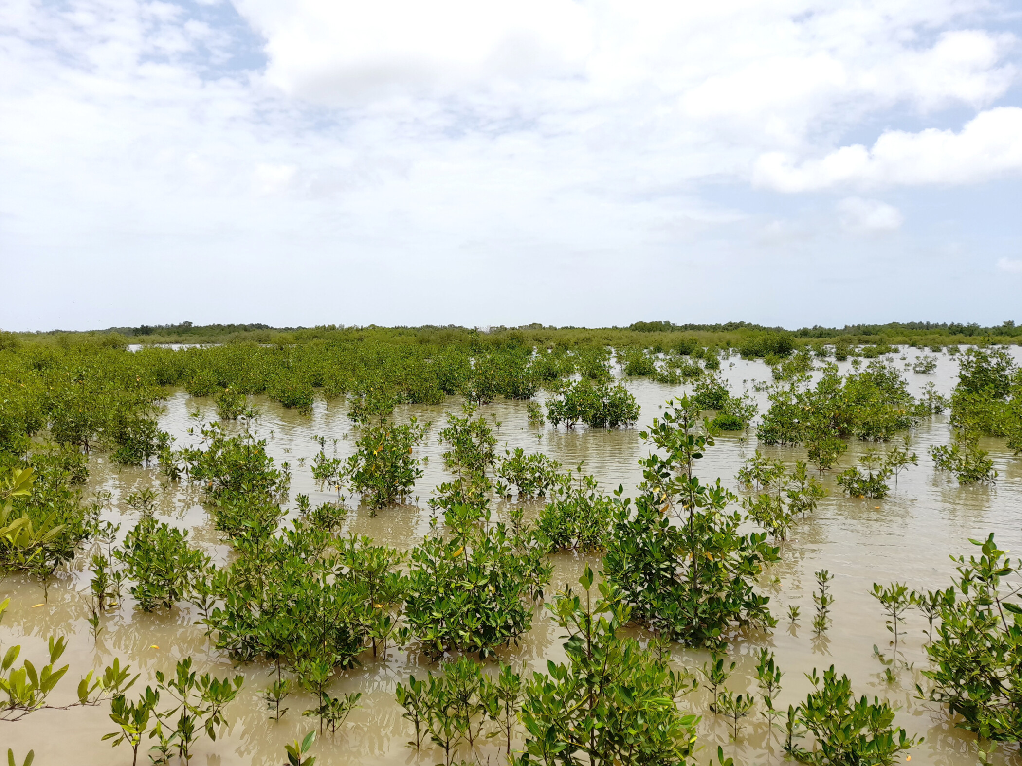 Mangroves Guinnea Bissau