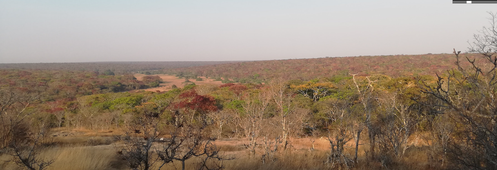 We Forest Zambia vegetation Brachystegia genus with its nice leaf flush colours