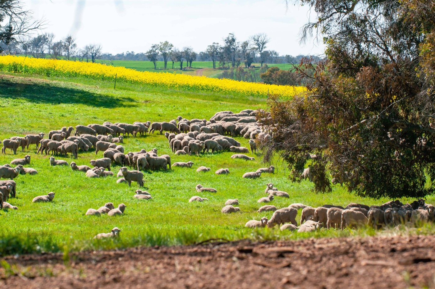 Year WOA Flock of sheeps in Western Australian Wheatbelt
